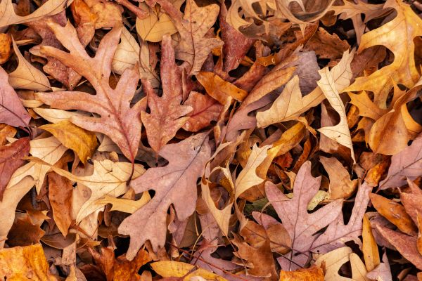 Grow your Fall Lawn Cleanup Service business